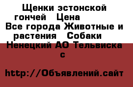 Щенки эстонской гончей › Цена ­ 7 000 - Все города Животные и растения » Собаки   . Ненецкий АО,Тельвиска с.